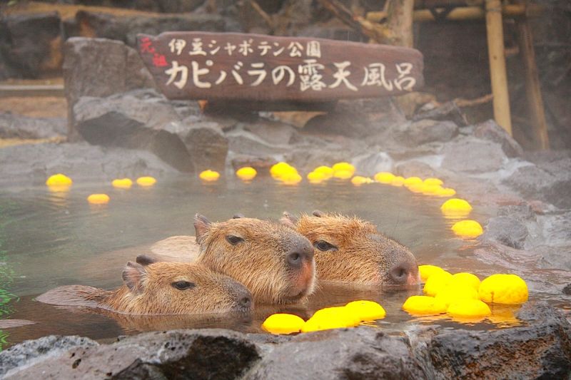 capybara-tam-onsen capybara-tam-onsen